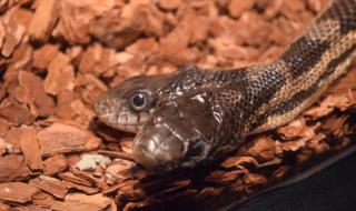 Американка откри двуглава змия в дома си (ВИДЕО)
