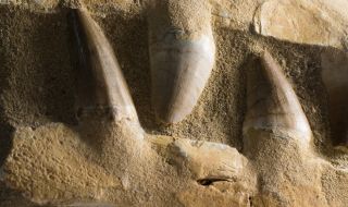 Гигантски звяр е царувал в морето преди 66 млн. години, разкриват вкаменелости от Мароко