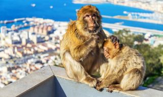 Над 20 маймуни избягаха от зоопарк