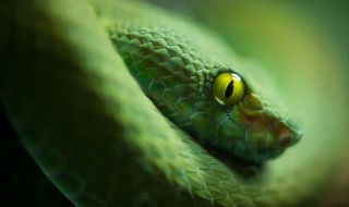 Създадоха уникална противоотрова срещу ухапване от змия