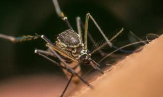 Как можем да се предпазим от ухапвания от комари?