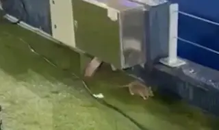 Плъхове превземат "Камп Ноу" преди решаващ сблъсък в Шампионската лига