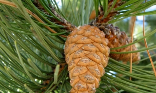 Германската гора вече е в онлайн пространството