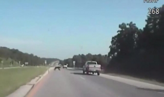 Мечка оцеля след удар, пресичайки магистрала (Видео)
