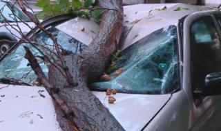 Голямо дърво падна върху две коли в Пловдив
