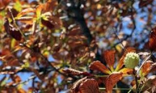 Добра новина за времето: Температурите не спират да растат