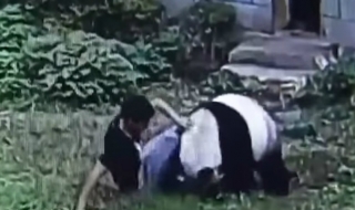 Мъж влезе в клетката на панда, за да впечатли момичета (ВИДЕО)