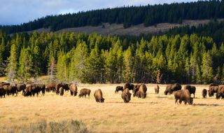 Огромни стада бизони бягат от Йелоустоун (ВИДЕО)