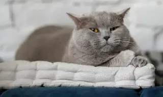 Отиде си най-известната котка в България - котаракът Румен