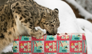Подаръци ще има за всички – и за леопардите