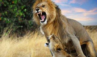 Секс маниаците сред дивата природа