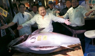 Продадоха риба тон за над половин милион долара