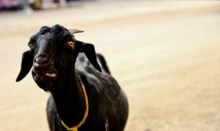 Черна коза проходи като човек и стана суперзвезда (ВИДЕО)