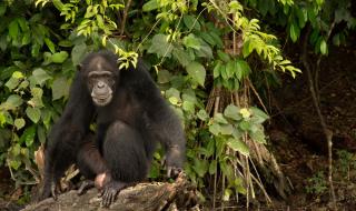 Агресивни шимпанзета, пуснати от лаборатория, живеят на свой остров (ВИДЕО)