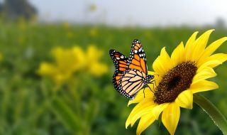 Рекорден спад в броя на пеперудите във Великобритания