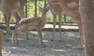 Новородено еленче стана атракция в Хасково