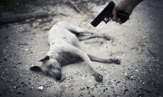 Турция обяви война на насилието над животни