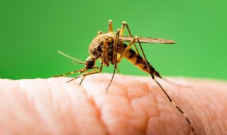 Ще се повиши рискът от зарази, пренасяни от комари, заради глобалното затопляне