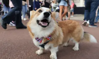 Бившата съпруга на принц Андрю искала да клонира коргито на кралица Елизабет II