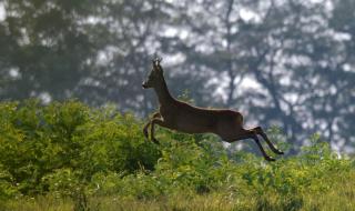 Оттеглят промените в Закона за лова и опазване на дивеча