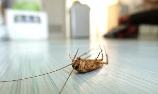 Поръсете с тази подправка в дома си и повече няма да видите хлебарки