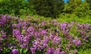 Weather today, forecast for Wednesday, June 17: Sunny. Rainfall, thunderstorms and hail in Western and Central Stara Pla