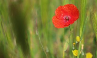 Времето днес, прогноза за събота, 13 май: Купеста облачност в планините, слънце на Изток