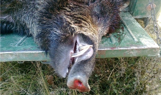 Испанци повалиха глиган за златен медал