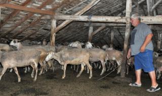 Стопани на хиляди овце и кози се съвещават с ветеринари в Харманлийско