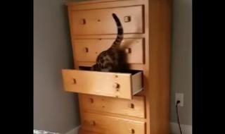 Котка в чекмедже (ВИДЕО)