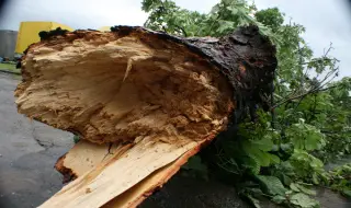 Майка на две деца почина, след като дърво падна върху автомобила им на Витоша