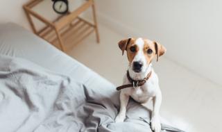 Защо кучето ви следва навсякъде