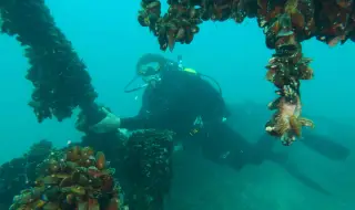 Маргарита Бойчева: „Потопът и вкаменената гора“ е филм за хората, които не спират да търсят истината под вълните