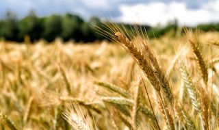 Световната банка: Войната в Украйна може да предизвика недостиг на зърно в бедните страни