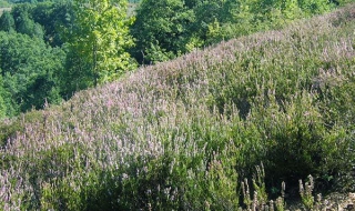 Пиренът е реликтен вид от времето на терциера