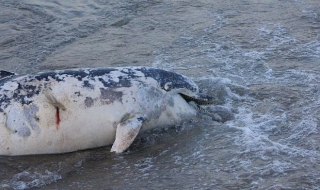 Мъртъв делфин намерен край солниците в Бургас