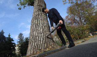 Опасни дървета в софийските паркове