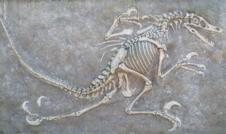 Откриха вкаменелост в Бразилия, смятана за ключ към произхода на динозаврите (ВИДЕО)