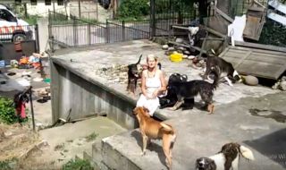 Глутница кучета нападна бременна и дете в Костенец