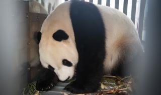 Китай прави дипломация с панди