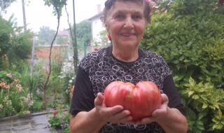 Баба Мария от село Сива река отгледа гигантски домат
