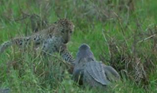 Бой между леопард и крокодил (ВИДЕО)