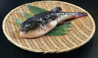 Появи се нов, хибриден вид фугу, който ужасява японските готвачи