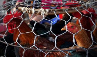 Птичи грип във ферма в Саудитска Арабия