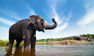 В Индия спасяват слоновете от влакове
