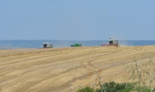 Близо 70% спад в добивите на пшеница в Добричко
