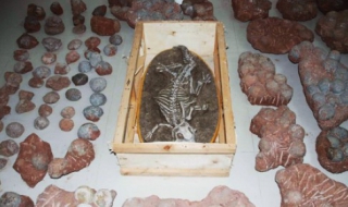 Полицаи откриха откраднати 213 яйца на динозавър и динозавърски скелет