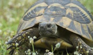 Пуснаха на свобода незаконно държани костенурки в Любимец