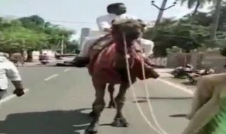 Политик яхна камила. Бензинът е скъп