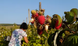 България е топ производител на малини в света